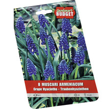 Pachet cu opt Muscari armeniacum, cunoscută și sub numele de zambilă de struguri armenească