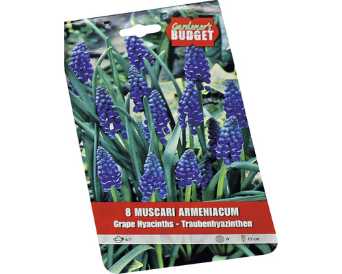 Pachet cu opt Muscari armeniacum, cunoscută și sub numele de zambilă de struguri armenească