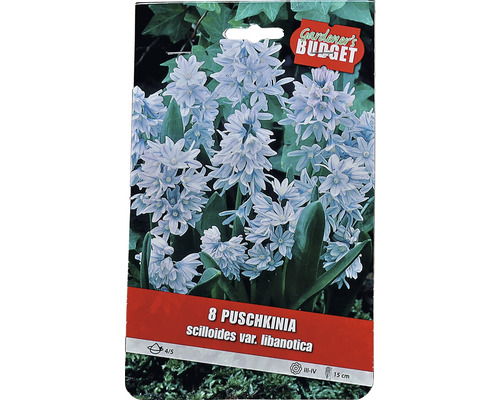 Pachet cu 8 bulbi de flori Puschkinia scilloides var. libanotica
