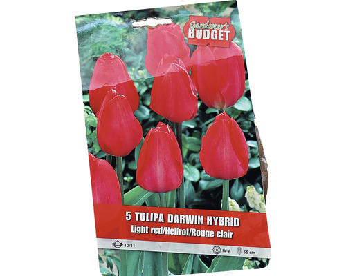 Pachet cu cinci bulbi de lalele Darwin Hybrid