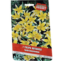 Pachet cu bulbi de lalele botanice Tarda Dasystemon
