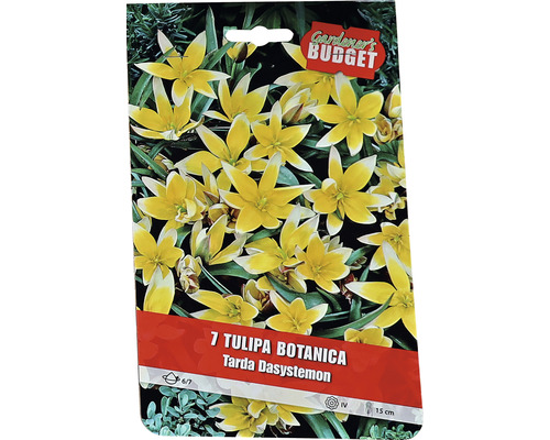 Pachet cu bulbi de lalele botanice Tarda Dasystemon