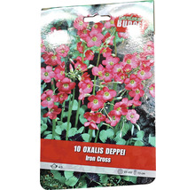 Pachet cu 10 bulbi de Oxalis Deppei Iron Cross