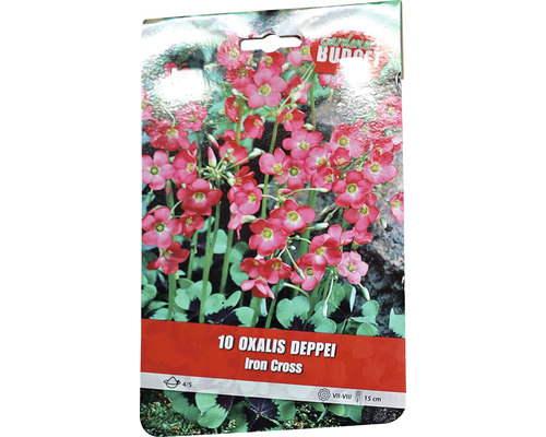 Pachet cu 10 bulbi de Oxalis Deppei Iron Cross
