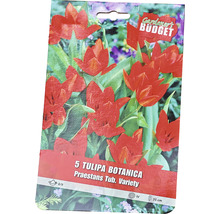 Ambalaj cu 5 lalele botanice din soiul Praestans Tub. Variety