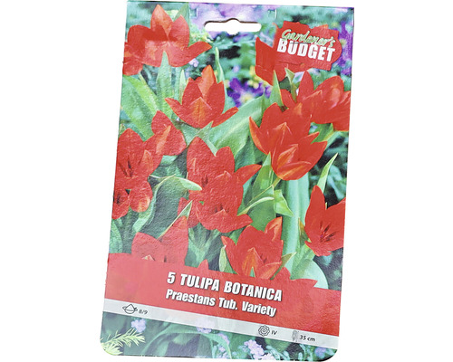 Ambalaj cu 5 lalele botanice din soiul Praestans Tub. Variety