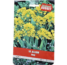 Pachet bulbi de flori Allium Moly