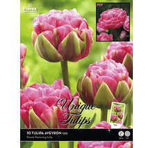 Pachet bulbi de lalele Tulipa Aveyron, lalele bujor