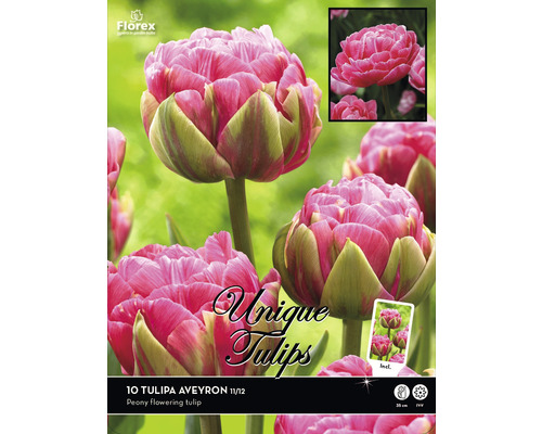 Pachet bulbi de lalele Tulipa Aveyron, lalele bujor