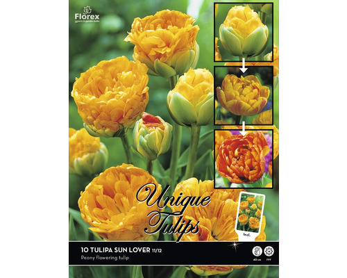 Pachet cu zece lalele Sun Lover, un soi de lalea cu flori de bujor