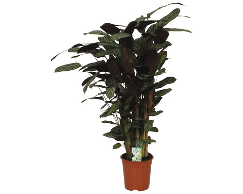 Planta care se roagă FloraSelf Calathea 'Compactstar' H 80-90 cm ghiveci Ø 21 cm