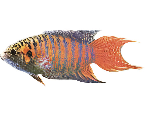 Peștele paradis/ Macropodus opercularis