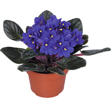 Violeta de Parma mix FloraSelf Saintpaulia ionanta H 20 cm ghiveci Ø 12 cm-thumb-2 Violeta de Parma mix FloraSelf Saintpaulia ionanta H 20 cm ghiveci Ø 12 cm-thumb-2