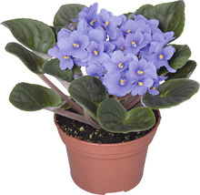 Violeta de Parma mix FloraSelf Saintpaulia ionanta H 20 cm ghiveci Ø 12 cm-thumb-5 Violeta de Parma mix FloraSelf Saintpaulia ionanta H 20 cm ghiveci Ø 12 cm-thumb-5