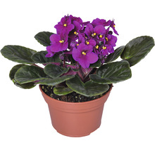 Violeta de Parma mix FloraSelf Saintpaulia ionanta H 20 cm ghiveci Ø 12 cm-thumb-4 Violeta de Parma mix FloraSelf Saintpaulia ionanta H 20 cm ghiveci Ø 12 cm-thumb-4