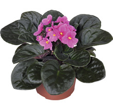 Violeta de Parma mix FloraSelf Saintpaulia ionanta H 20 cm ghiveci Ø 12 cm-thumb-3 Violeta de Parma mix FloraSelf Saintpaulia ionanta H 20 cm ghiveci Ø 12 cm-thumb-3