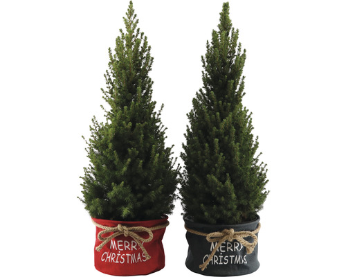 Doi brazi de Crăciun în miniatură în ghivece decorative cu inscripția Crăciun Fericit.