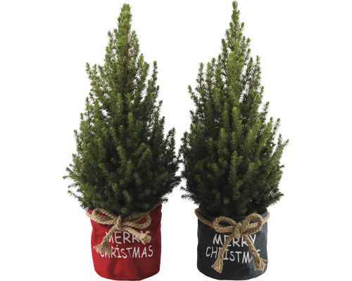 Doi pomi de Crăciun în ghiveci cu inscripția Merry Christmas