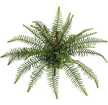 Prim-plan cu o plantă de interior, ferigă