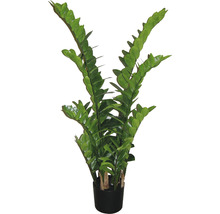 Zamioculcas plantă de interior în ghiveci