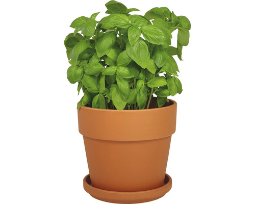 Plantă de busuioc într-un ghiveci