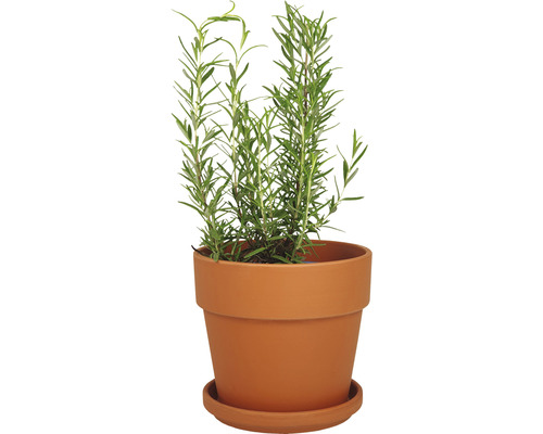 Rozmarin într-un ghiveci de teracotă cu farfurie