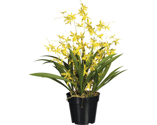 Plantă artificială Oncidium dancing queen în ghiveci H 60 cm galben