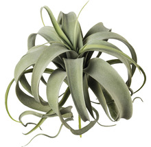 Tillandsia, o plantă de interior cu frunze bogate