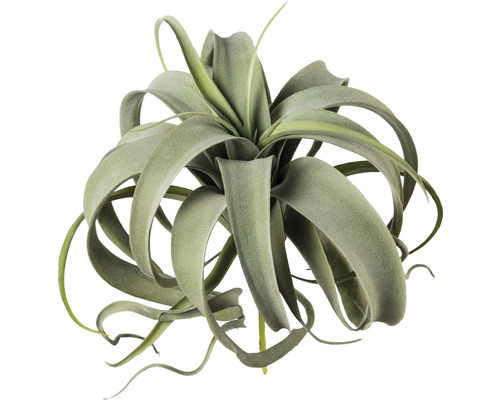 Plantă artificială Tillandsia H 28 cm verde