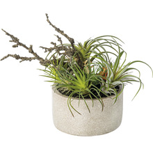 Tillandsia decorativă în ghiveci cu o ramură