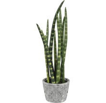 Sansevieria cylindrica plantă de interior într-un ghiveci