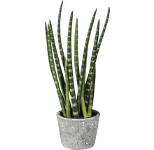 Plantă Sansevieria în ghiveci