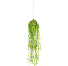 Plantă suspendată cu frunze verzi pentru decorare