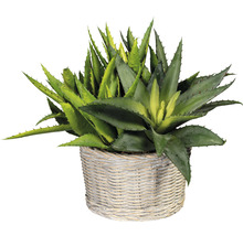 Plantă artificială Aloe Vera în coș împletit