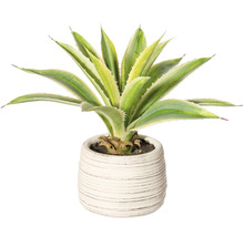 Agave în ghiveci