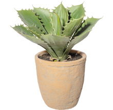Agave într-un ghiveci