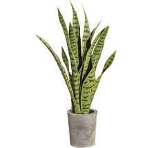 Sansevieria la ghiveci