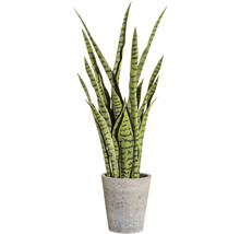 Sansevieria în ghiveci ca plantă de interior