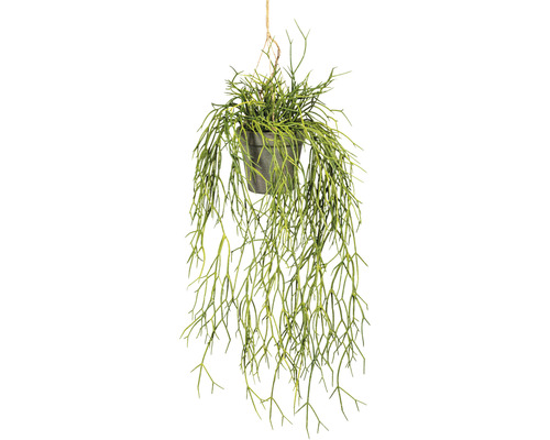 Plantă artificială Rhipsalis suspendat H 60 cm verde