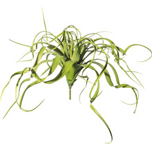 Plantă artificială Tillandsia cu frunze lungi