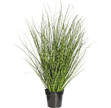 Plantă de interior cu iarbă decorativă în ghiveci