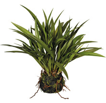 Plantă de interior cu frunze lungi într-o minge de mușchi