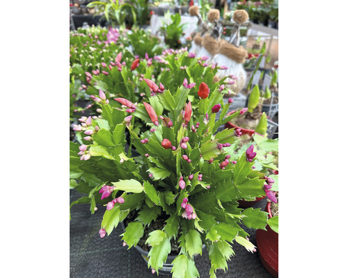 Cactus de Crăciun în ghiveci cu boboci de flori