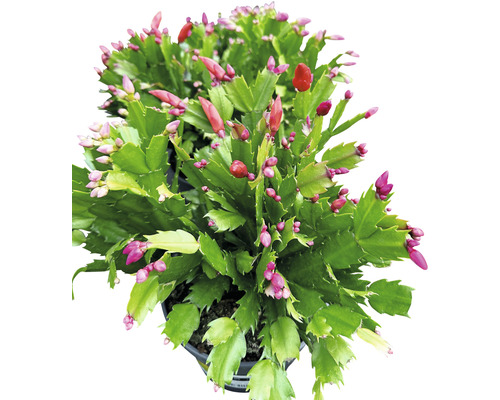 Cactus de Crăciun FloraSelf Schlumbergera Cinqolore H 25-35 cm ghiveci Ø 17 cm 5 culori