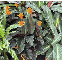 Planta care se roagă FloraSelf Calathea crocata 'Tassmania' H 45-50 cm Ø 14 cm-thumb-4 Planta care se roagă FloraSelf Calathea crocata 'Tassmania' H 45-50 cm Ø 14 cm-thumb-4