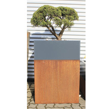 Jardinieră pătrată cu copac