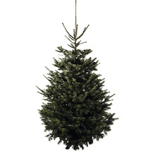 Brad de Crăciun Nordmann fără decorațiuni