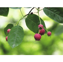 Pom de stafide 'Amelanchier lamarckii' H 300 cm