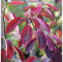 Pom de stafide 'Amelanchier lamarckii' H 300 cm
