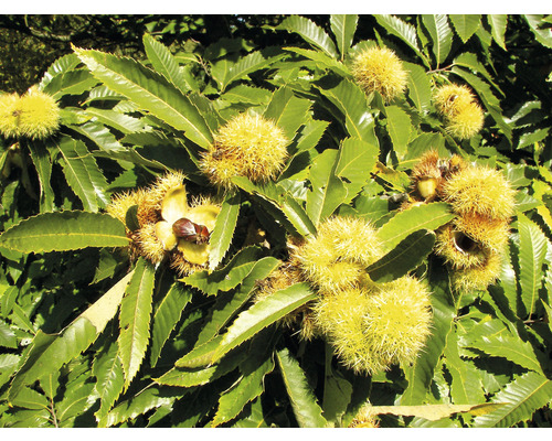 Castan comestibil cu frunze și fructe spinoase